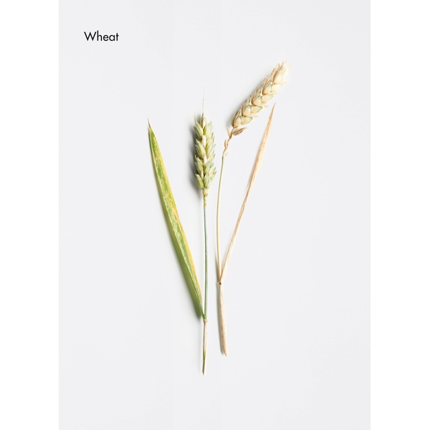 Pré-shampoing 'Colour Protection Shine Restoring' - 250 ml