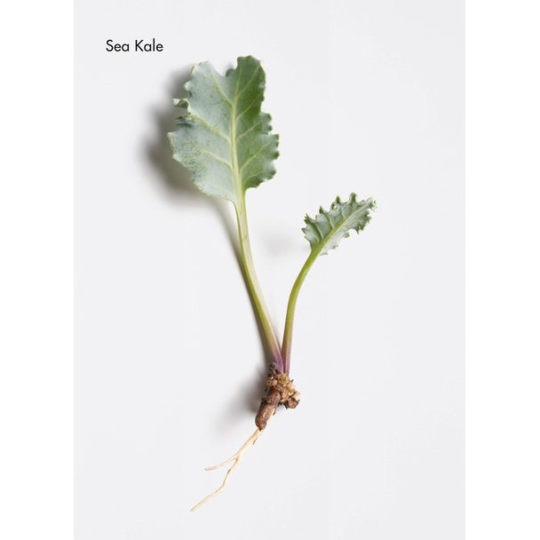 Pré-shampoing 'Colour Protection Shine Restoring' - 250 ml