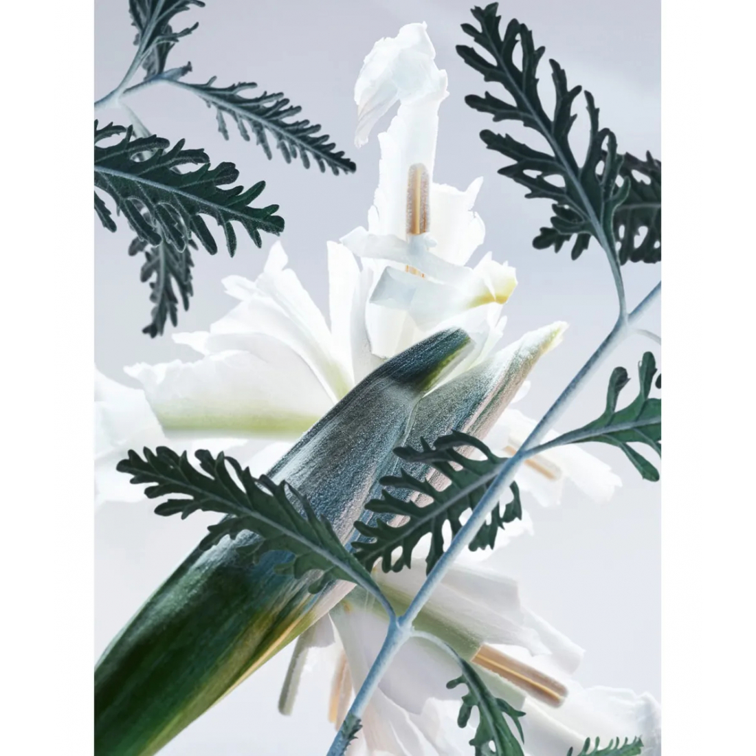 Eau de parfum 'Man Glacial Essence' - 100 ml