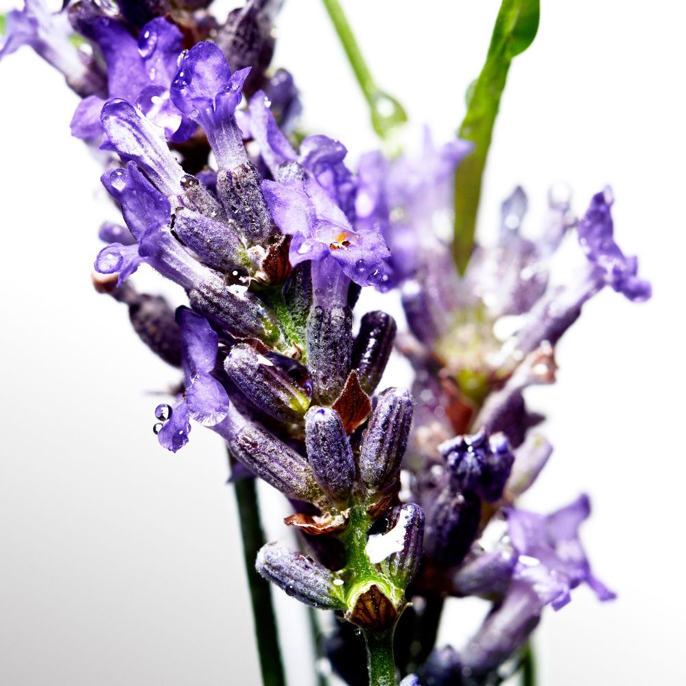 'Cool Water' After-Shave-Lotion - 75 ml