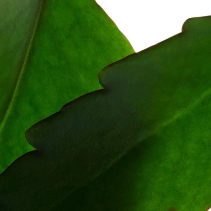 Crème gommante 'Fresh Scrub Refraîchissant' - 50 ml