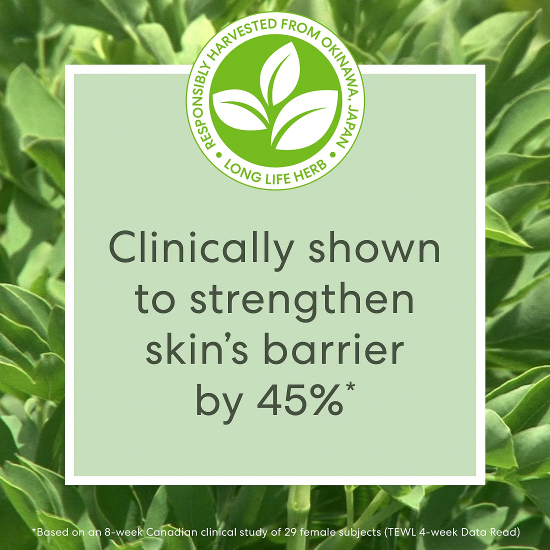 Sérum pour le visage 'SkinLongevity Long Life Herb' - 100 ml