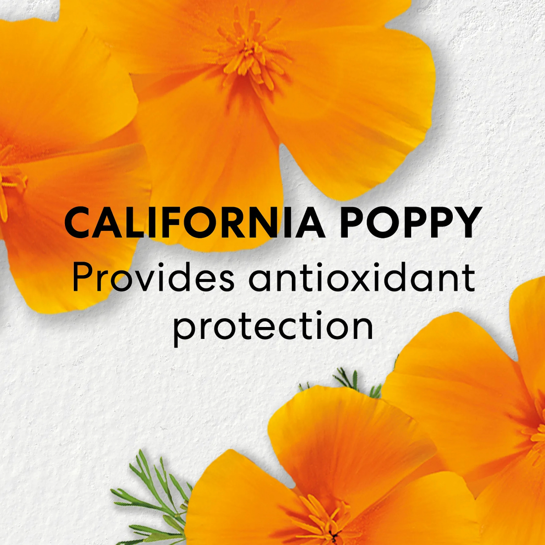 Sérum pour le visage 'SkinLongevity Long Life Herb' - 100 ml