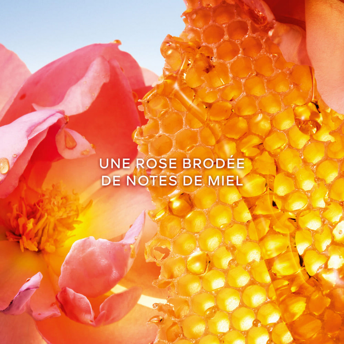'La Petite Robe Noire Honey Rose' Eau De Parfum - 50 ml