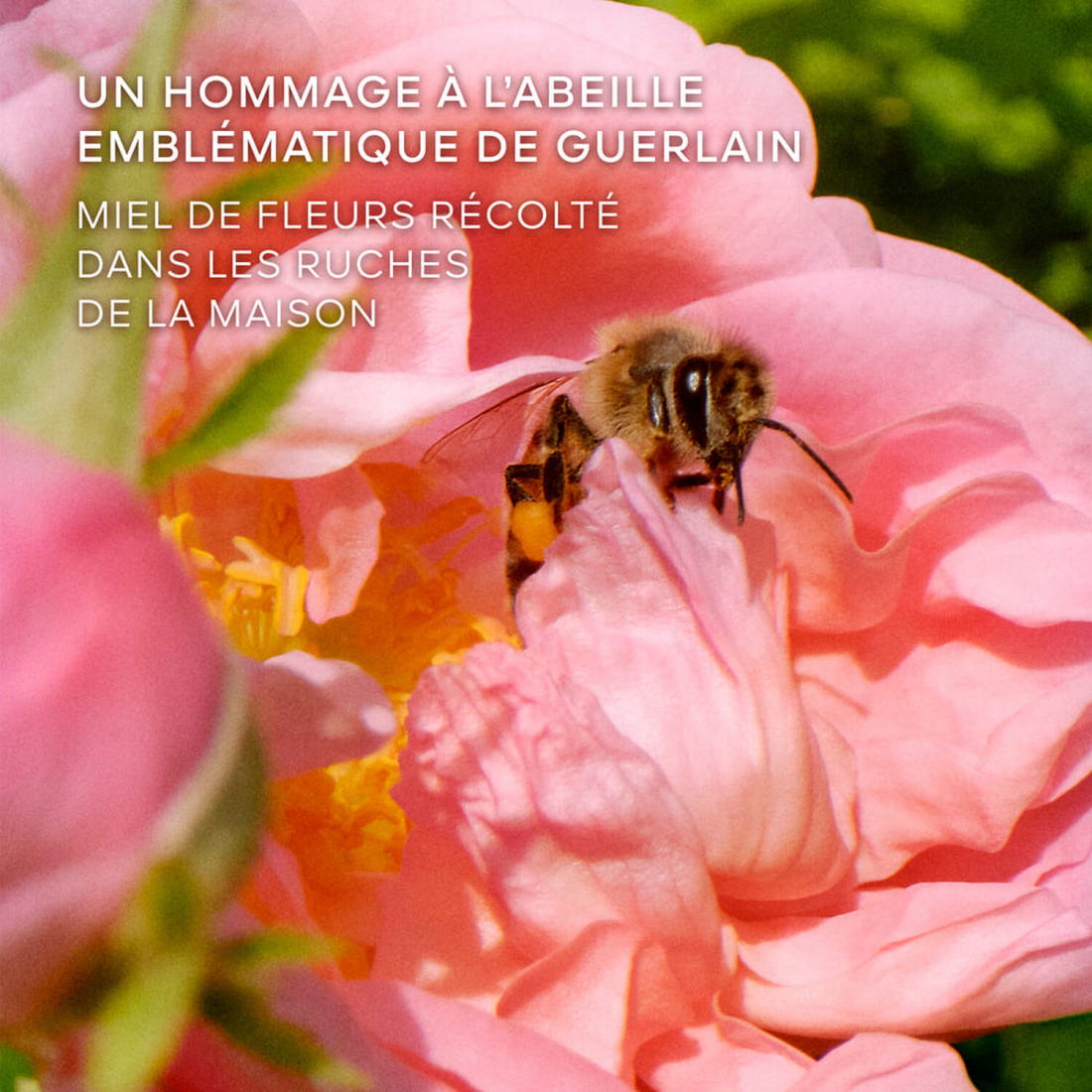 'La Petite Robe Noire Honey Rose' Eau De Parfum - 50 ml