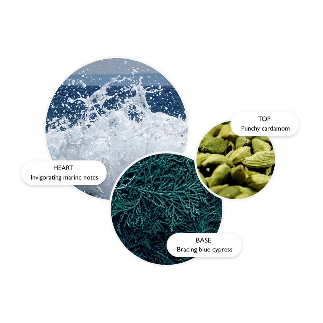 'Coastal Cypress & Sea Fennel' Body Lotion - 300 ml