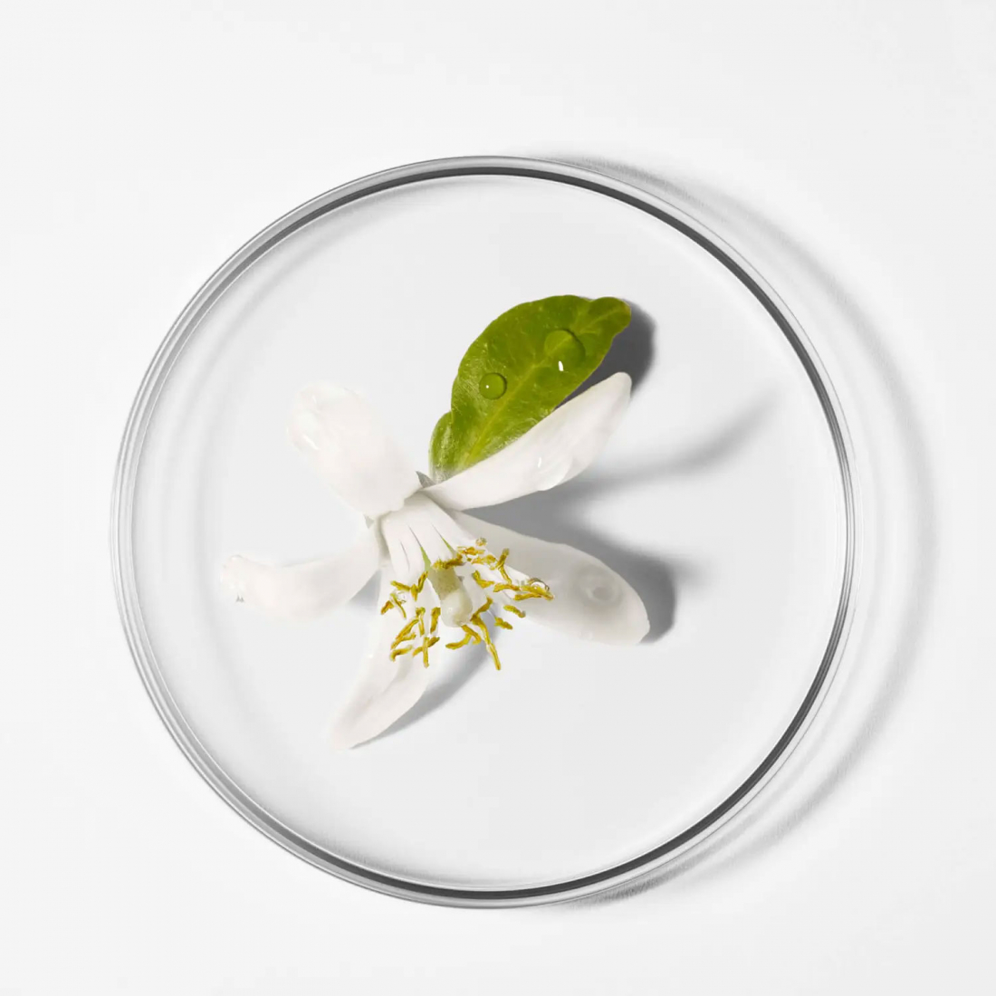 Baume de nuit 'Néroli Bigarade' - 15 ml