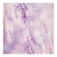 Laroma Sachet parfumé 'Lavender Flowers'