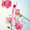 Eau de parfum 'Flower By Kenzo Poppy Bouquet' - 100 ml