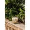 'My First Baobab Miami' Candle - 0.2 Kg
