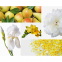 'Set de Bougies Parfumées 'Lemon Verbena, Mimosa-Poire & Rose Pivoine' - 60 g, 3 Pièces