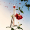 'Flower By Kenzo L'Absolue' Eau de parfum - 50 ml
